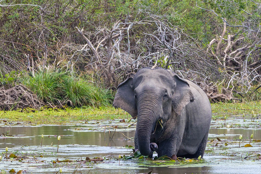 Kumana National Park - Sri Lanka Eco Tours