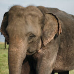 Minneriya National Park - Sri Lanka Eco Tours