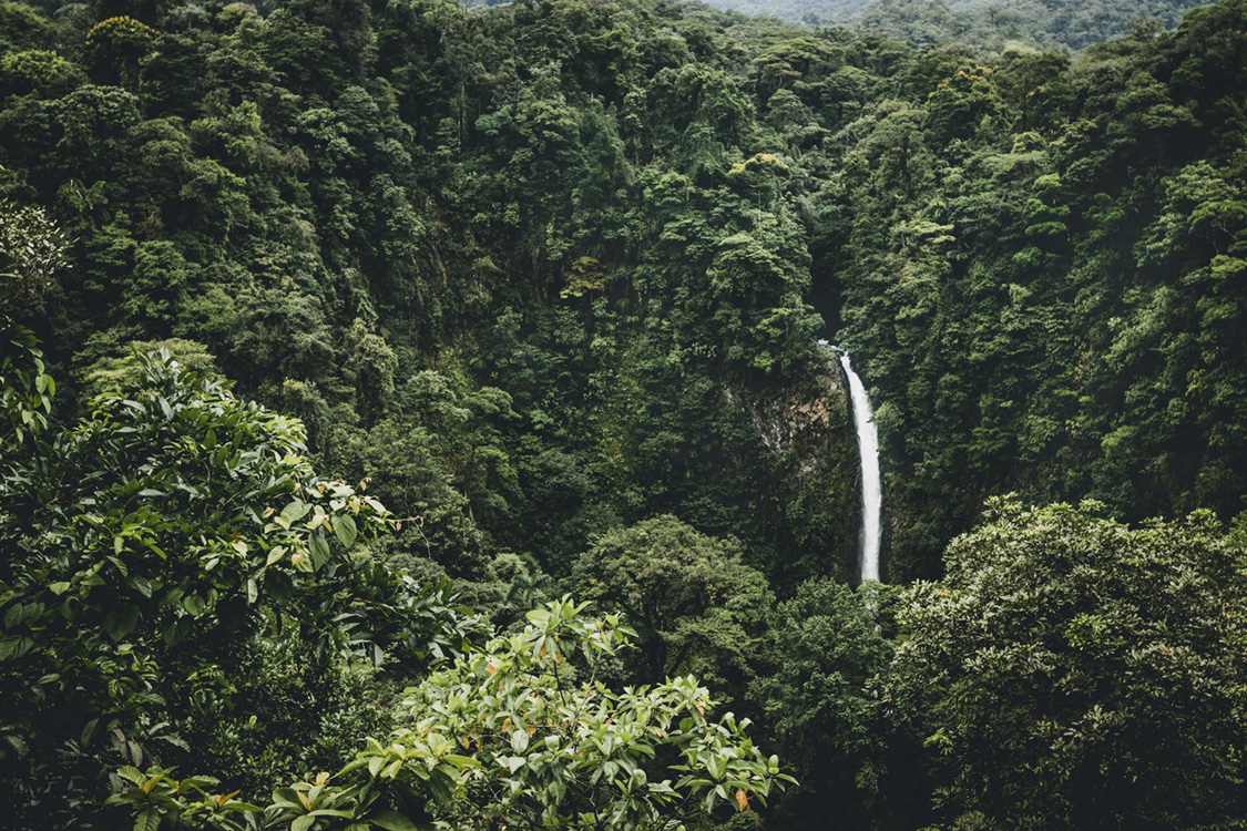 Sinharaja Rainforest Tour - Sri Lanka Eco Tours