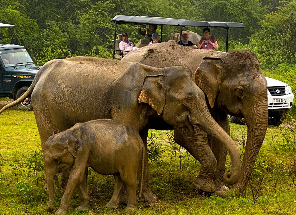 Udawalawe National Park - Sri Lanka Eco Tours