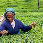 Visit a Tea empire in Nuwara Eliya - Sri Lanka Eco Tours