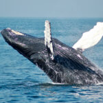 Whale watching - Sri Lanka Eco Tours