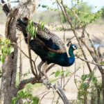 Yala National Park - Sri Lanka Eco Tours