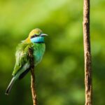 Bird watching in Sri Lanka - Sri Lanka Eco Tours