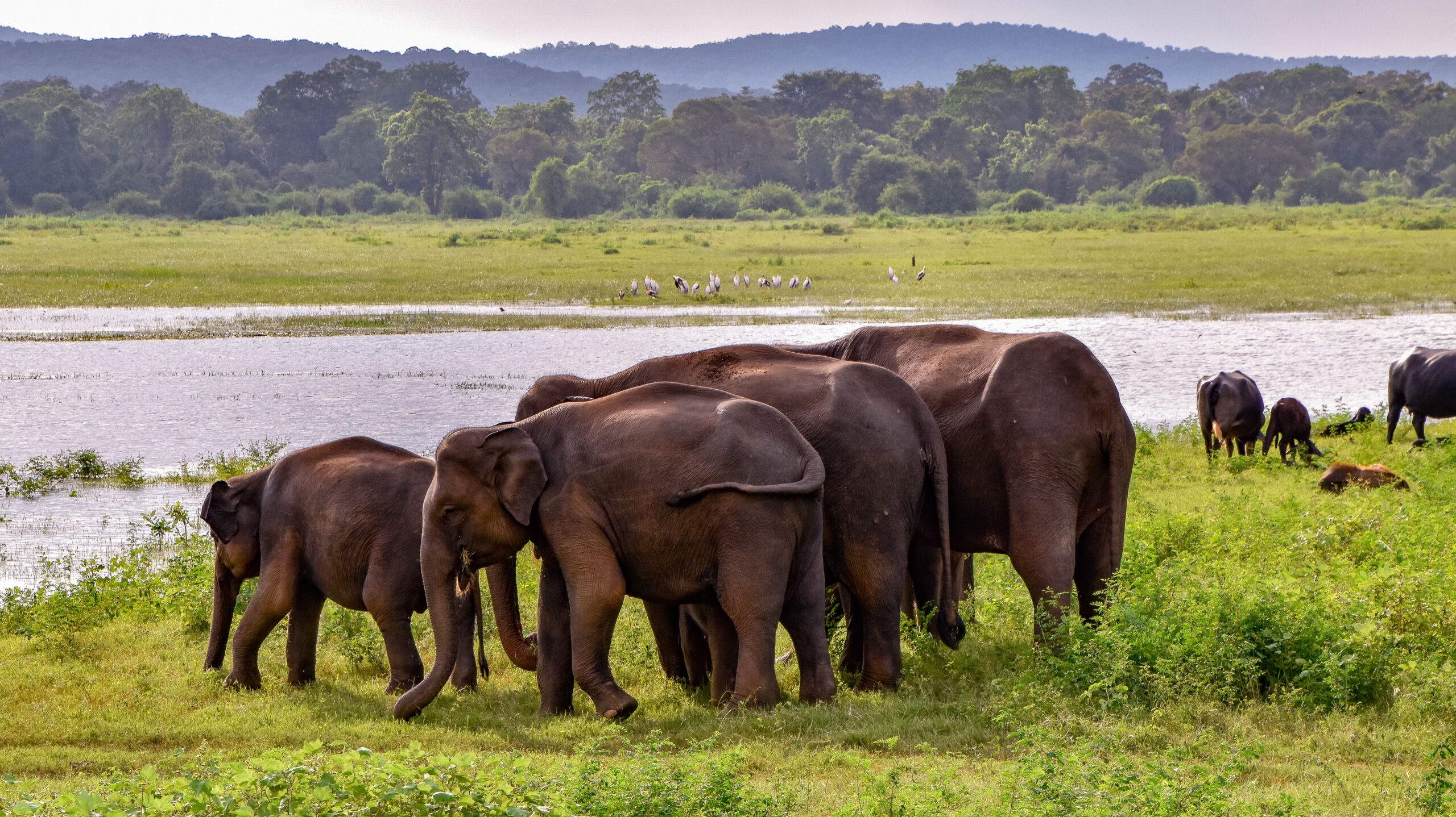 Udawalawe National Park - Sri Lanka Eco Tours
