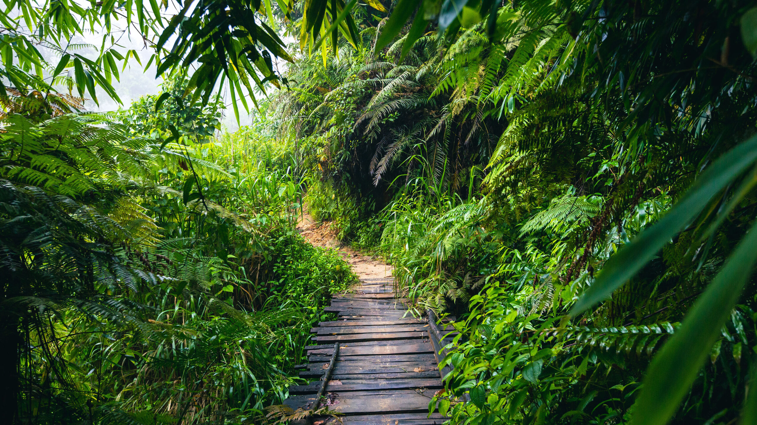 Sinharaja National Park - Sri Lanka Eco Tours