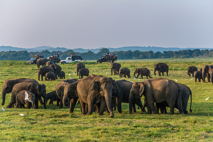 Minneriya National Park - Sri Lanka Eco Tours