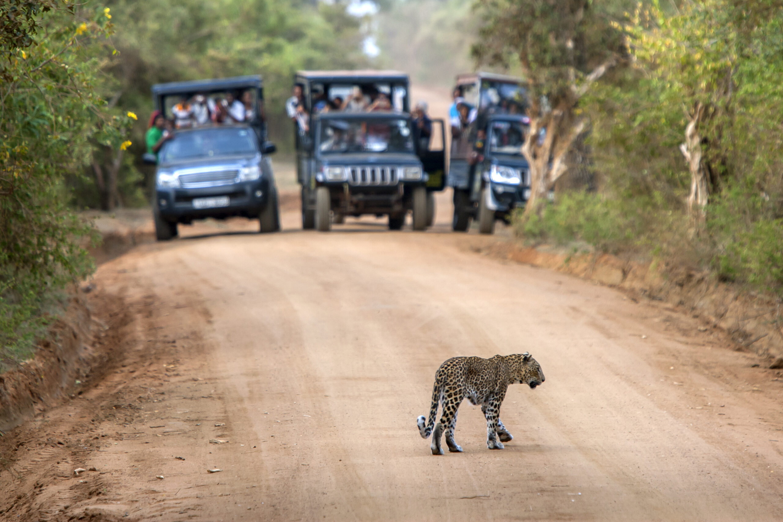 Yala National Park - Sri Lanka Eco Tours