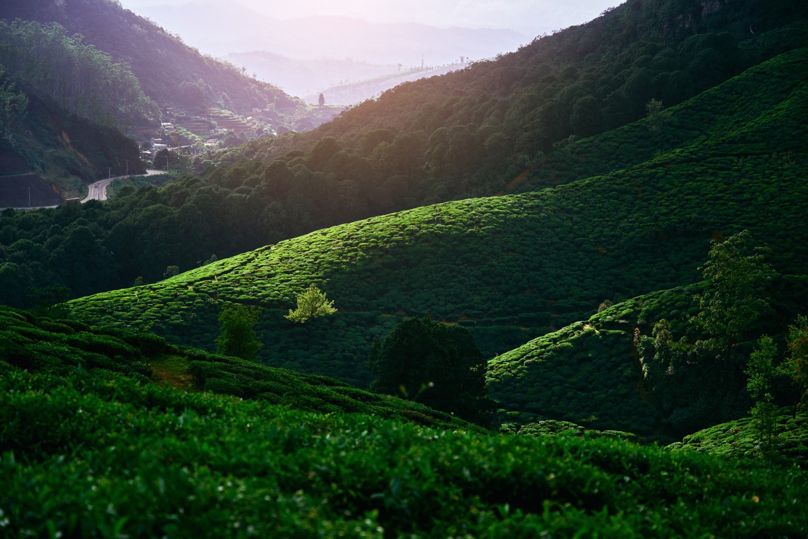 Visit a Tea empire in Nuwara Eliya - Sri Lanka Eco Tours