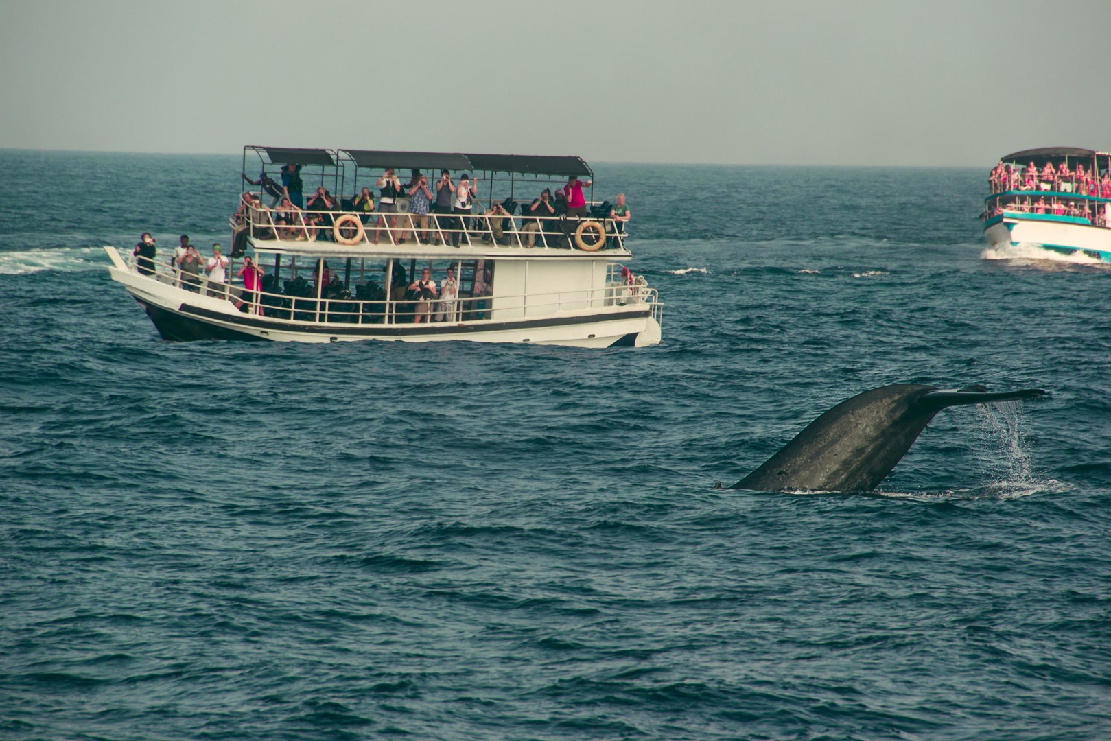 Whale watching - Sri Lanka Eco Tours
